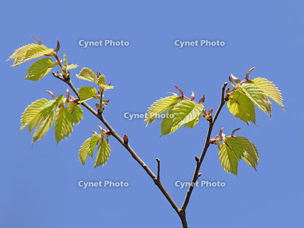 ケヤキの若葉 [XJW110009105]