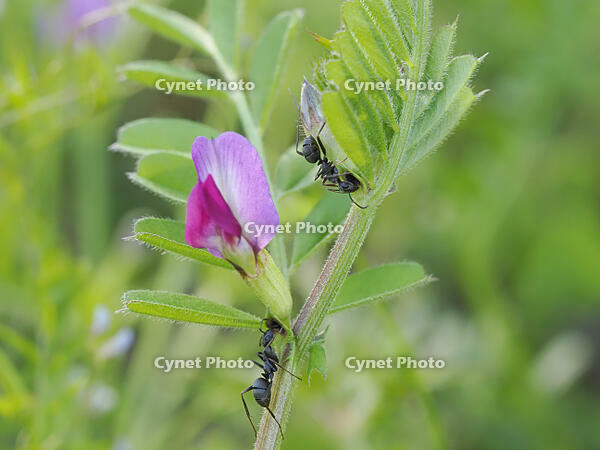 クロヤマアリ　カラスノエンドウの花外蜜腺から吸蜜 [XJW110009106]