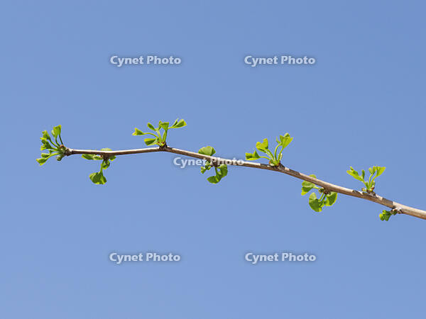 イチョウの若葉 [XJW110009108]