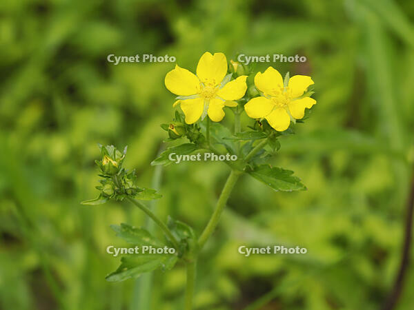 オヘビイチゴの花 [XJW110009109]