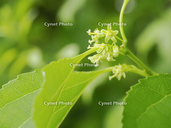 ツルウメモドキ雌花 [XJW110009110]