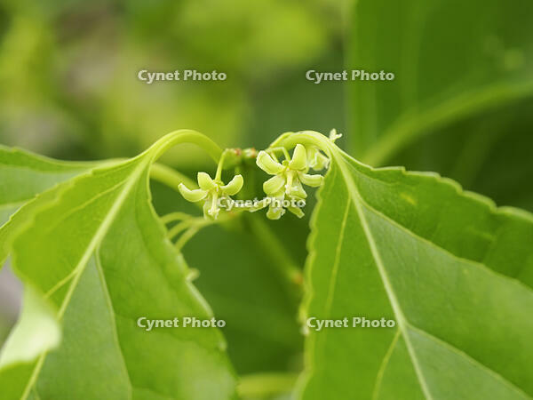 ツルウメモドキ雌花 [XJW110009111]