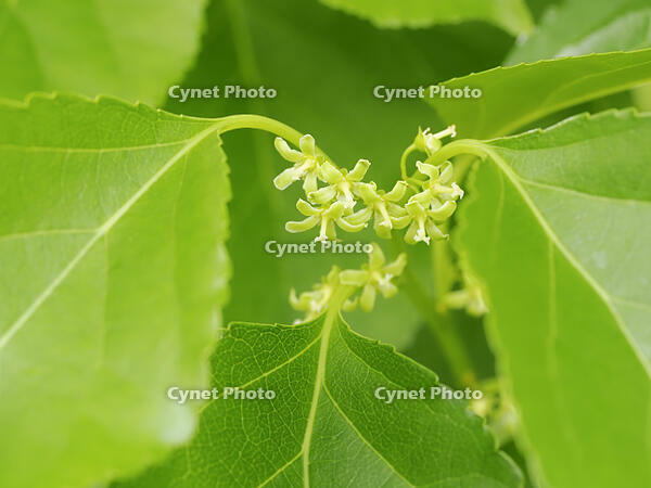 ツルウメモドキ雌花 [XJW110009112]