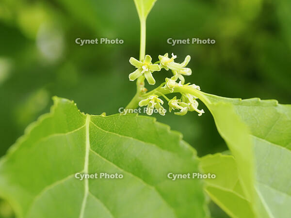 ツルウメモドキ雌花 [XJW110009113]