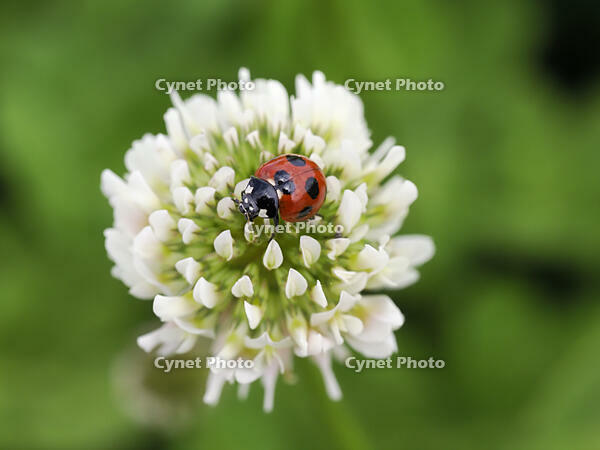 ナナホシテントウ　シロツメクサに訪花 [XJW110009114]