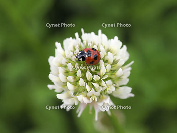 ナナホシテントウ　シロツメクサに訪花 [XJW110009115]