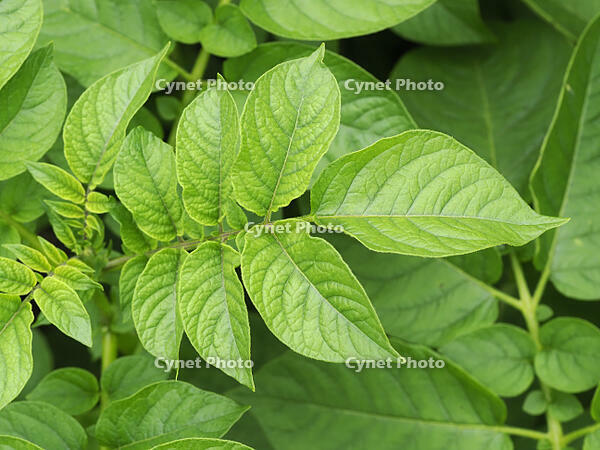 ジャガイモの葉 [XJW110009116]