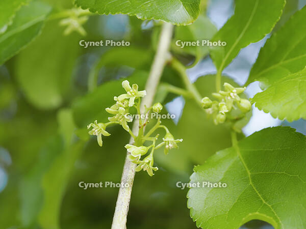 ツルウメモドキ雄花 [XJW110009117]