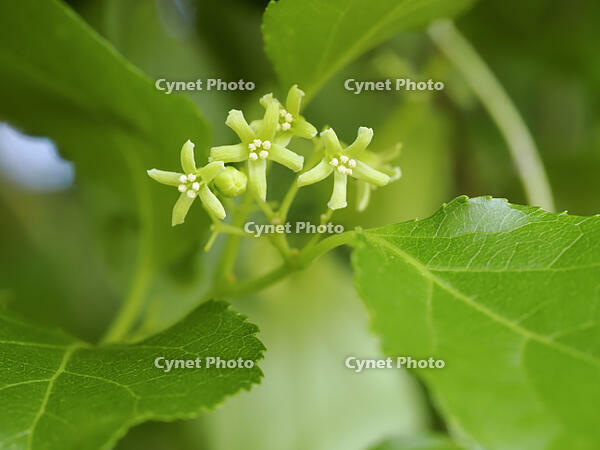 ツルウメモドキ雄花 [XJW110009118]