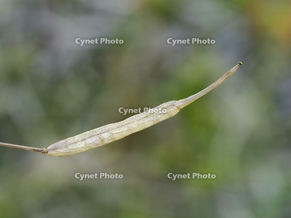 アブラナ　熟した実 [XJW110009119]