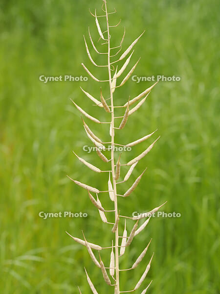 アブラナ　熟した実 [XJW110009120]