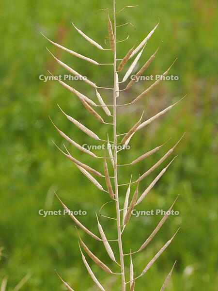 アブラナ　熟した実 [XJW110009121]