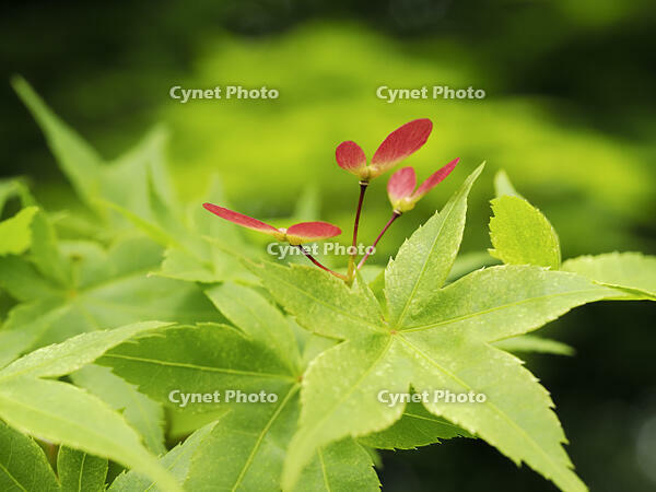 イロハモミジの実 [XJW110009122]