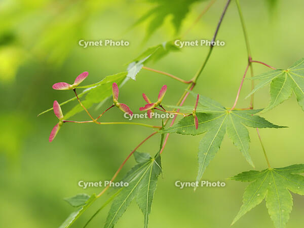 イロハモミジの実 [XJW110009123]