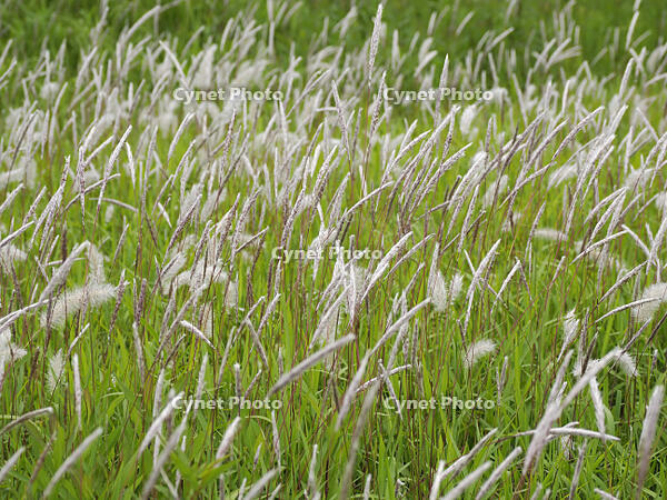 チガヤ [XJW110009124]