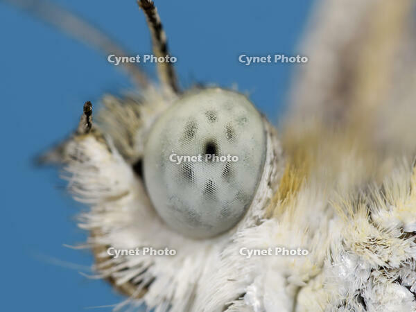 モンシロチョウ複眼 [XJW110009125]