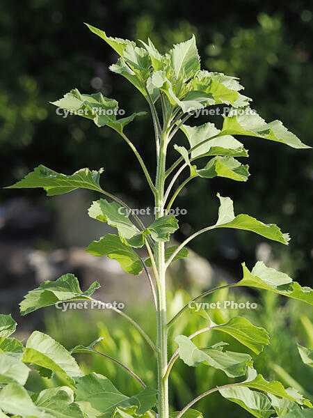 ヒマワリ　太陽に向かう定点③－1　朝6時31分 [XJW110009126]