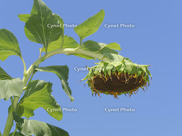 ヒマワリ　花が終り下を向く [XJW110009129]