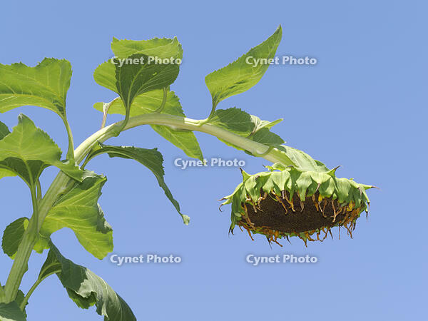 ヒマワリ　花が終り下を向く [XJW110009130]