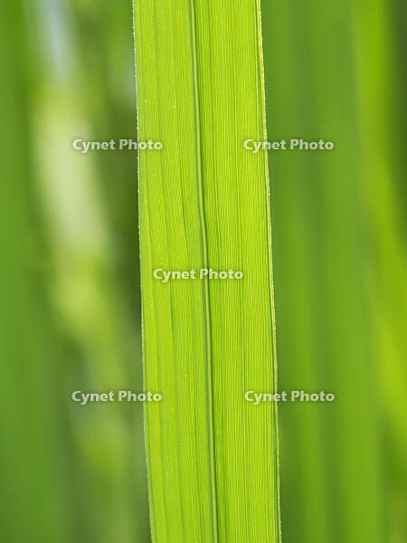 イネの葉（裏側） [XJW110009131]