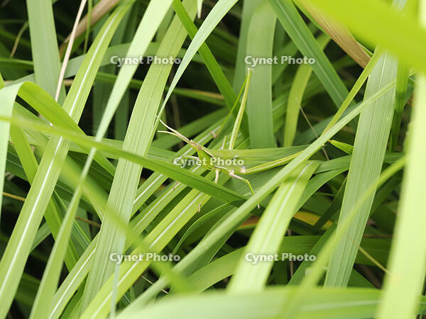 ショウリョウバッタ雌 [XJW110009132]