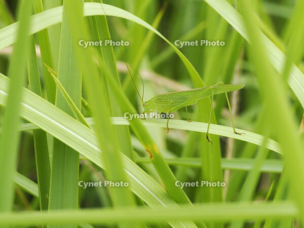 ツユムシ [XJW110009133]