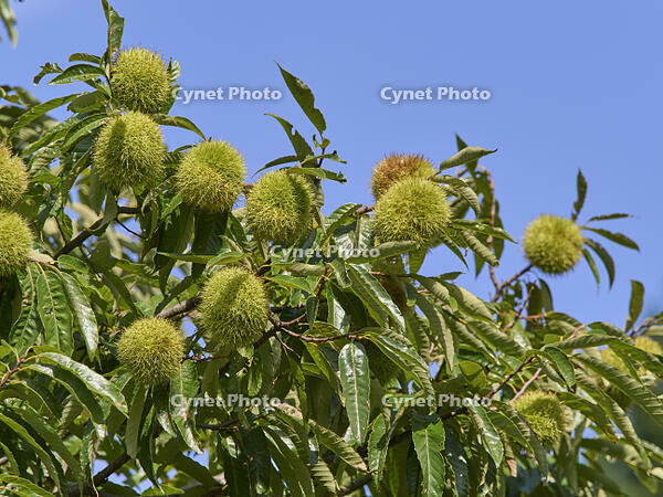 栗の実 [XJW110009135]