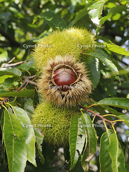 栗の実 [XJW110009136]