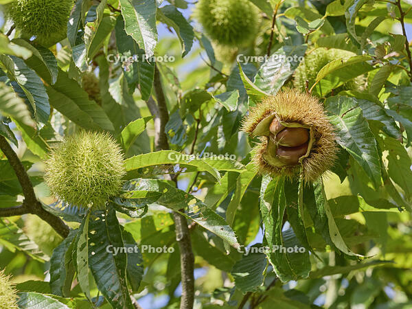 栗の実 [XJW110009137]