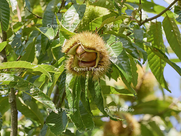 栗の実 [XJW110009138]