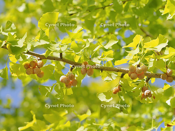 イチョウの実 [XJW110009139]