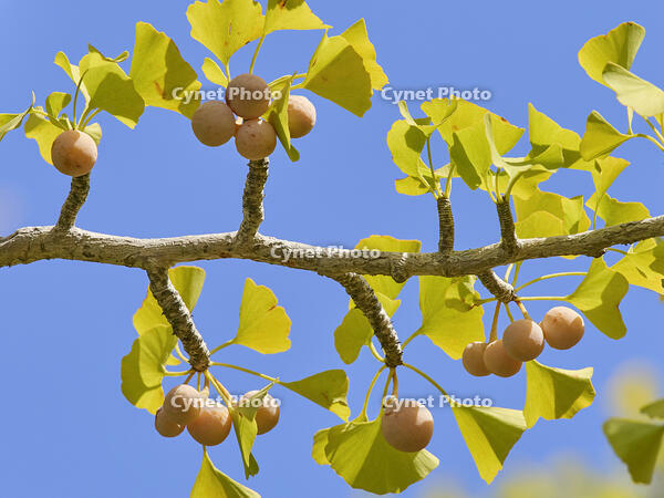 イチョウの実 [XJW110009142]