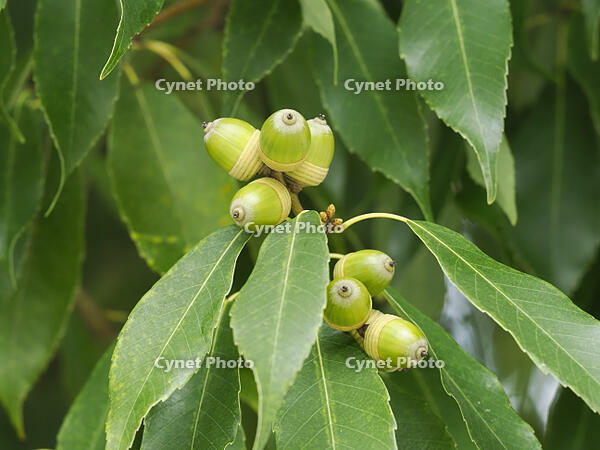 シラカシどんぐり [XJW110009144]