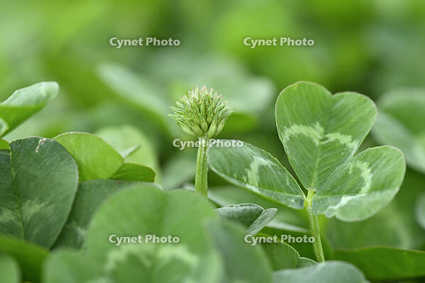 シロツメクサ　つぼみ [XJW110009148]