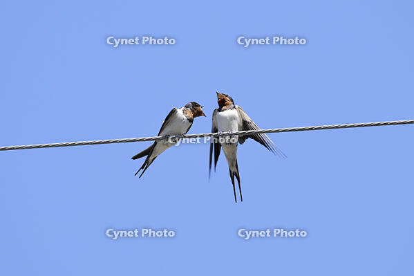 ツバメ　鳴きかわす雄と雌（左） [XJW110009150]