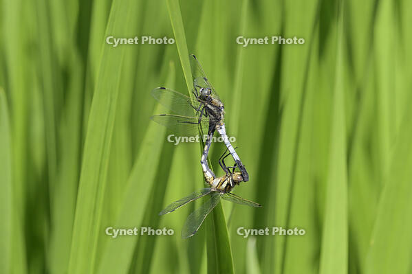 シオカラトンボ交尾 [XJW110009152]