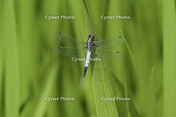 シオカラトンボのオス [XJW110009153]