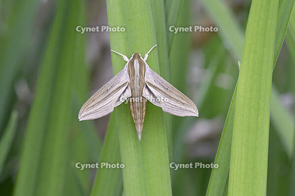 コスズメ [XJW110009154]