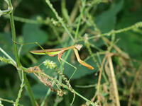 カマキリ [XLH110003471]