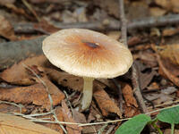 キツネノカラカサ  （狐唐傘） [XLH110003472]