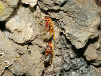 チャイロスズメバチ　(茶色雀蜂) [XLH110003474]