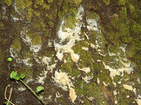 樹の表面に発生した　菌糸? [XLH110003475]