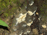 樹の表面に発生した　菌糸? [XLH110003476]