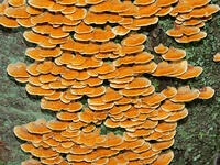 カワウソタケ　(川獺茸) [XLH110003478]