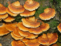 カワウソタケ　(川獺茸) [XLH110003479]