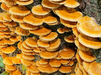 カワウソタケ　(川獺茸) [XLH110003480]