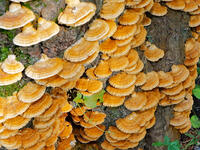 カワウソタケ　(川獺茸) [XLH110003481]