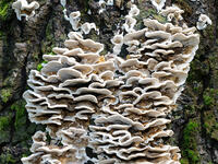 エビウラタケ  (海老裏茸) [XLH110003482]