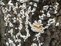 エビウラタケ  (海老裏茸) [XLH110003483]