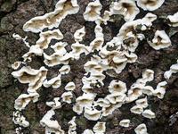 エビウラタケ  (海老裏茸) [XLH110003484]